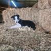 Purebred Border Collie puppies. Ready Now