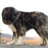 Intact Purebred Caucasian Ovcharka male