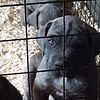 PRICE DROP Blue/brindles Cane Corso pups