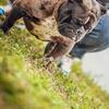 Thick Merle Bully Open For Stud! Real Producer! Stacked Ped