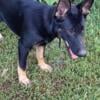 Champion pedigree history 6 month snd 3 year old Purebred German Shepherds female