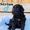 CKC Registered Portuguese Water Dogs