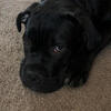 Brother and sister cane corso puppies!