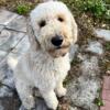 Looking to rehome 1 year old Goldendoodle