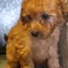 F1B Mini Goldendoodles