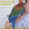 Tropicana Macaw Baby