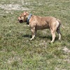 American Bully