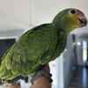 BABY RED-LORED AMAZONS 