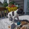 GWP puppies navhda for sale