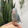 !!!Handfed Parrotlet Mutations!!!