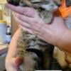 Polydactyl brown male tabby