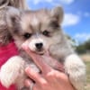 Pomsky Puppies for sale