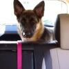 Adult female German Shepherd