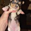 CHIHUAHUA PUPS READY IN MARCH