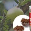 Nature's Harvest: Dried Spicy Amla  A Burst of Nutritional Goodness.