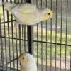 Breeding pair of Parrotlets In Orlando, Fl.