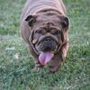 AKC English bulldog