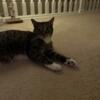 FREE- Short haired tabby female cat