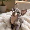 Ha some Blue Bicolored Tuxedo Sphynx male