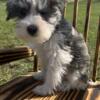 Miniature Schnauzer Puppies male #1