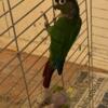 Green cheek conures parrots breeding pair