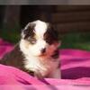 Stunning Australian Shepherd Puppies