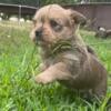 Miniature Schnoodle Yorkie Mix Puppies