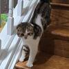 Beautiful Scottish fold girl short hair for sale. The D.O.B. is March 25th.