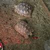 Two handsome 5yr old sulcata males up for grabs! 