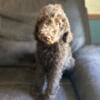 Ironman is the most expressive of his litter lol He is very playful sweet. He is an F1B goldendoodle