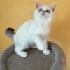 Male Exotic Shorthair Kitten