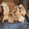 Update! Weim pups born today!