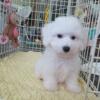 Bichon Frise  and Bichon Poo Puppies Ready to go new.