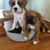 AKC Boxer puppies for sale