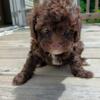 Toy/miniature poodle puppy