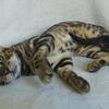 🐆 Brown Rosetted Bengal Male – Large Rosettes
