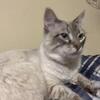 Male Ragdoll (reduced rehome fee)