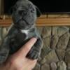 French Bulldog Male Blue