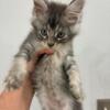 Lucus: Blue Tabby Maine Coon Kitten