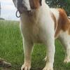 Stud AKC Saint bernard