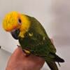 Young sun conures for adoption