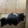 Newfoundland puppies ckc registered ready for forever home