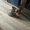 AKC registered Fluffy Merle Frenchie Female