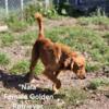 Golden retriever female "Nala"