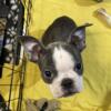 Hailey the Female Blue & White Boston Terrier Puppy