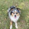 Handsome Miniature Australian Shepherd STUD (Not For Sale)