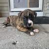 american staffordshire terrier (amstaff /pitbull)