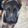 AKC 13wk Male German Shepherd Puppy