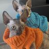 Canadian Sphynx Kittens, SALE!