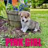 AKC PEMBROKE WELSH CORGIS